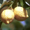 limone femminello IGP del Gargano